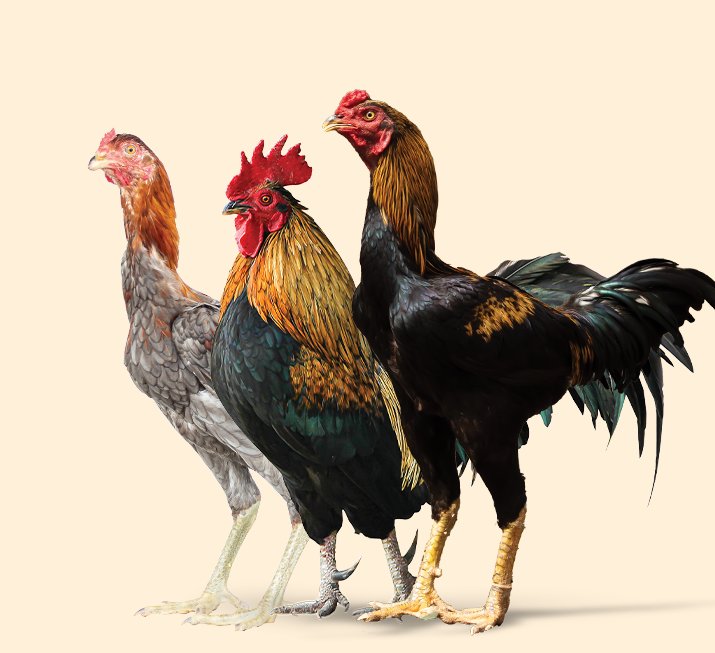 Chicken